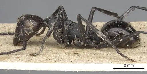 Polyrhachis textor specimen CASENT0901849 image casent0901849_4