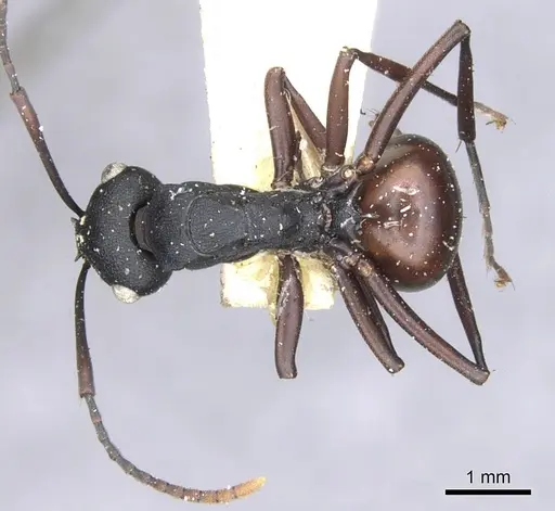 Polyrhachis textor specimen CASENT0903331 image casent0903331_1