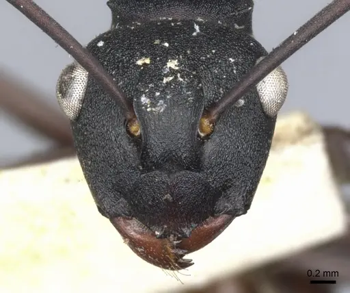 Polyrhachis textor specimen CASENT0903331 image casent0903331_2