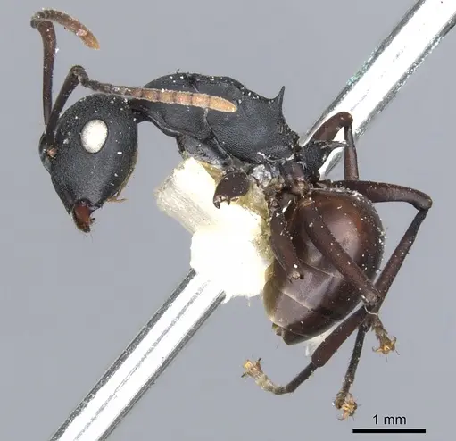 Polyrhachis textor specimen CASENT0903331 image casent0903331_3