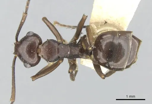 Polyrhachis textor specimen CASENT0906581 image casent0906581_1