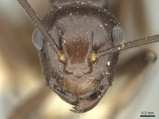 Polyrhachis textor specimen CASENT0906581 image casent0906581_2