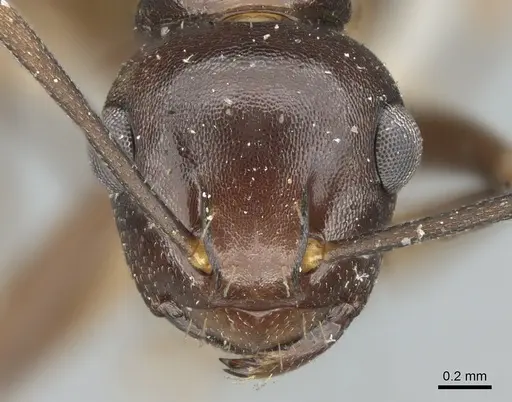 Polyrhachis textor specimen CASENT0906581 image casent0906581_3