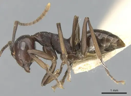 Polyrhachis textor specimen CASENT0906581 image casent0906581_4