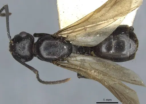 Polyrhachis textor specimen CASENT0910796 image casent0910796_1
