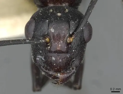 Polyrhachis textor specimen CASENT0910796 image casent0910796_2