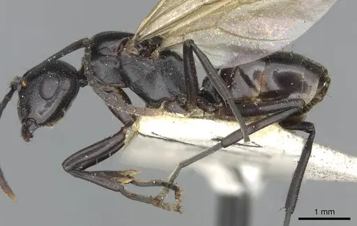 Polyrhachis textor specimen CASENT0910796 image casent0910796_3
