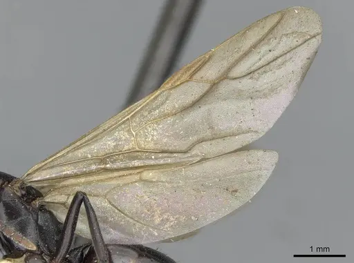 Polyrhachis textor specimen CASENT0910796 image casent0910796_4
