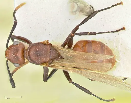 Polyrhachis textor specimen FOCOL2533 image focol2533_1