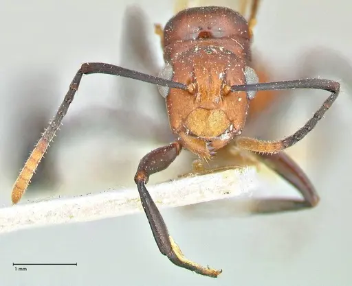 Polyrhachis textor specimen FOCOL2533 image focol2533_2