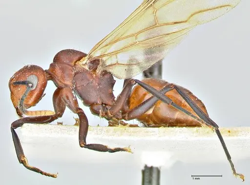 Polyrhachis textor specimen FOCOL2533 image focol2533_3
