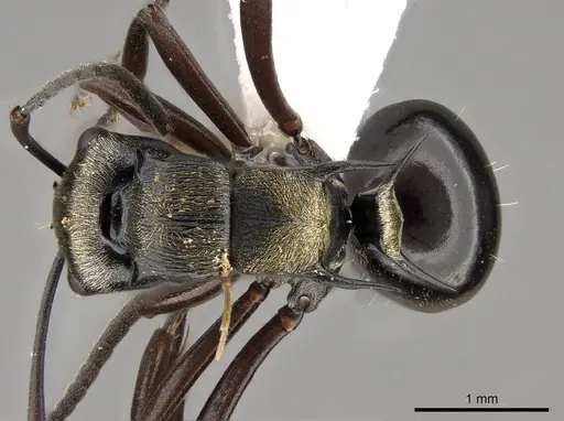 Polyrhachis thais specimen CASENT0281427 image casent0281427_1