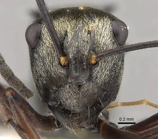 Polyrhachis thais specimen CASENT0281427 image casent0281427_2