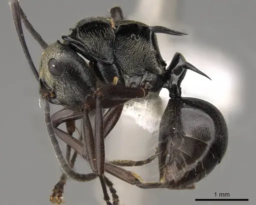Polyrhachis thais specimen CASENT0281427 image casent0281427_3