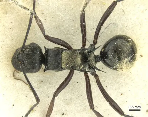 Polyrhachis thais specimen CASENT0906726 image casent0906726_1