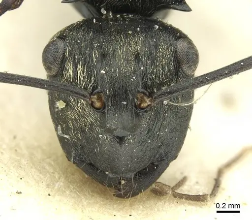 Polyrhachis thais specimen CASENT0906726 image casent0906726_2