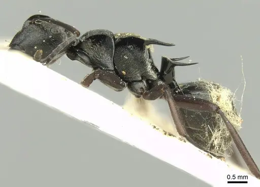 Polyrhachis thais specimen CASENT0906726 image casent0906726_3