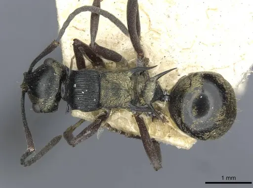Polyrhachis thais specimen CASENT0910850 image casent0910850_1
