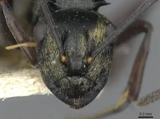 Polyrhachis thais specimen CASENT0910850 image casent0910850_2