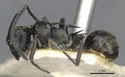 Polyrhachis thais specimen CASENT0910850 image casent0910850_3