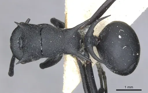 Polyrhachis thompsoni specimen CASENT0903383 image casent0903383_1
