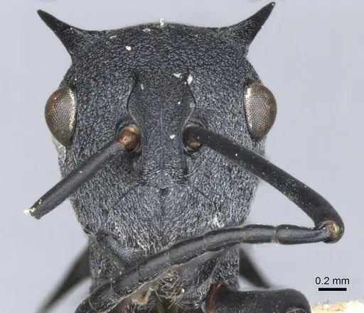 Polyrhachis thompsoni specimen CASENT0903383 image casent0903383_2