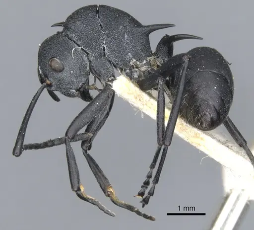 Polyrhachis thompsoni specimen CASENT0903383 image casent0903383_3