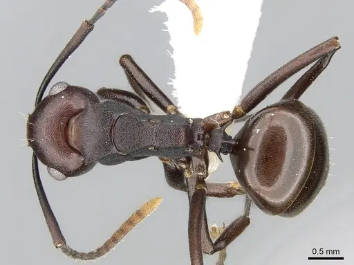 Polyrhachis thrinax specimen CASENT0281417 image casent0281417_1