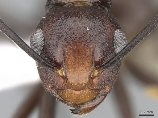 Polyrhachis thrinax specimen CASENT0281417 image casent0281417_2