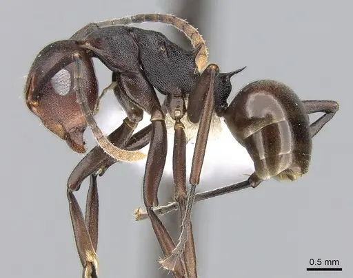 Polyrhachis thrinax specimen CASENT0281417 image casent0281417_3