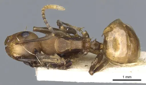 Polyrhachis thrinax specimen CASENT0903324 image casent0903324_1