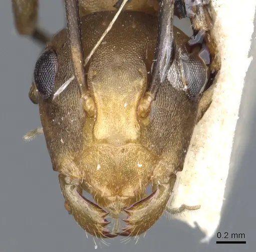 Polyrhachis thrinax specimen CASENT0903324 image casent0903324_2