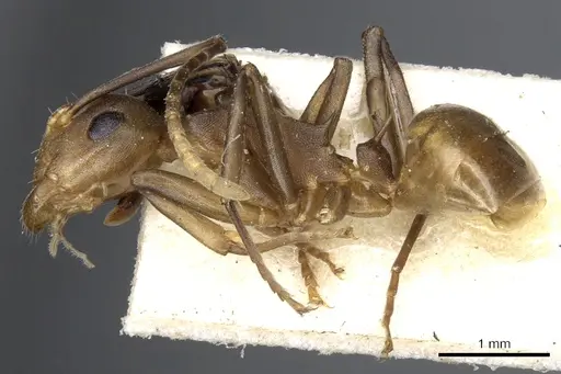 Polyrhachis thrinax specimen CASENT0903324 image casent0903324_3