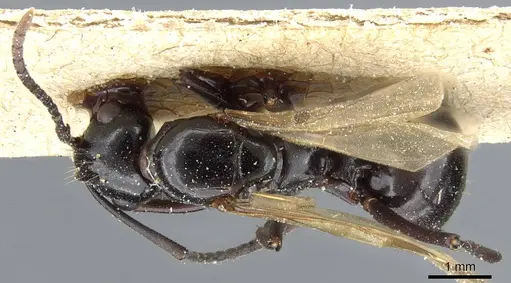 Polyrhachis thrinax specimen CASENT0905562 image casent0905562_1