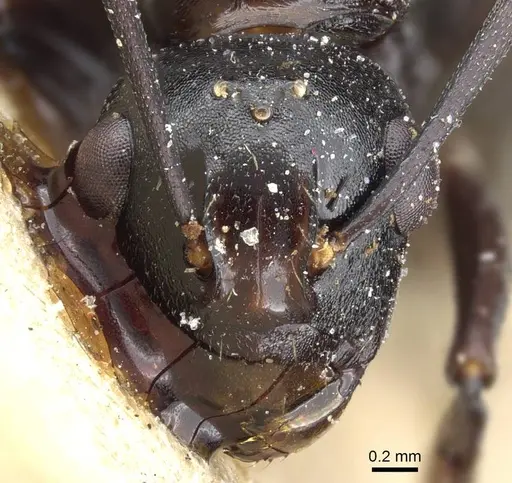 Polyrhachis thrinax specimen CASENT0905562 image casent0905562_2