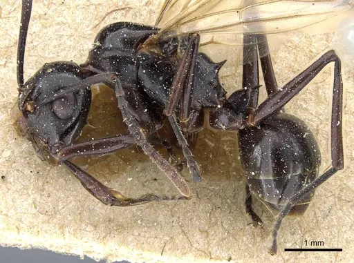 Polyrhachis thrinax specimen CASENT0905562 image casent0905562_3