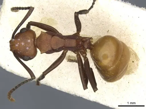 Polyrhachis thrinax specimen CASENT0910797 image casent0910797_1