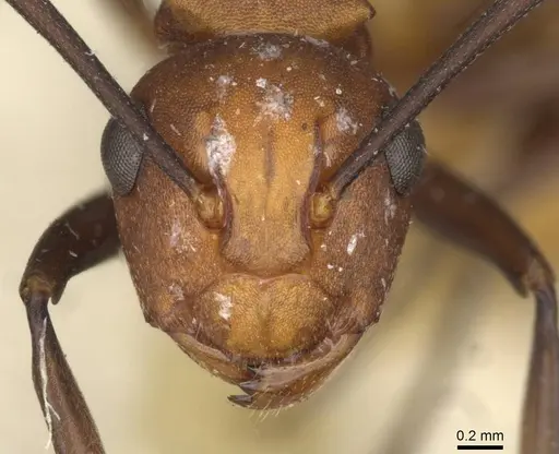 Polyrhachis thrinax specimen CASENT0910797 image casent0910797_2