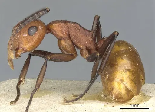 Polyrhachis thrinax specimen CASENT0910797 image casent0910797_3