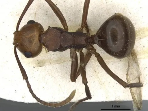 Polyrhachis thrinax specimen CASENT0910798 image casent0910798_1