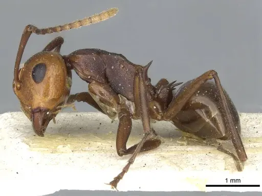 Polyrhachis thrinax specimen CASENT0910798 image casent0910798_3