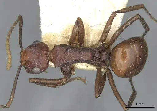 Polyrhachis thrinax specimen CASENT0910799 image casent0910799_1