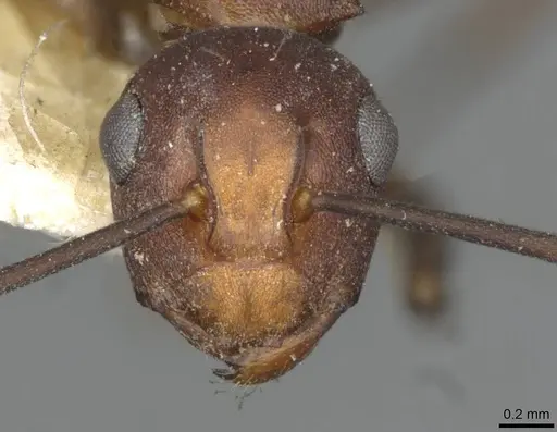 Polyrhachis thrinax specimen CASENT0910799 image casent0910799_2