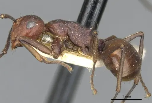 Polyrhachis thrinax specimen CASENT0910799 image casent0910799_3