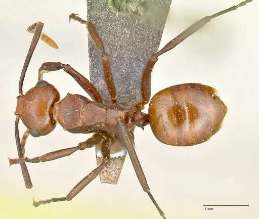 Polyrhachis thrinax specimen FOCOL2525 image focol2525_1