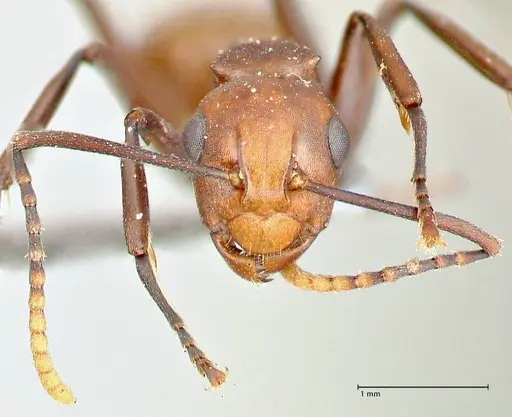 Polyrhachis thrinax specimen FOCOL2525 image focol2525_2