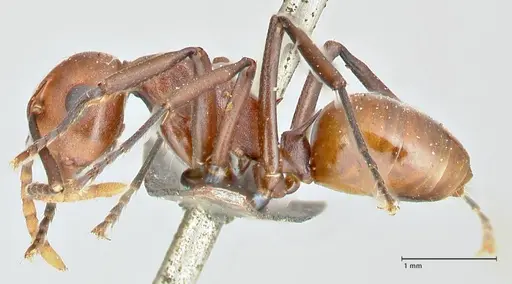Polyrhachis thrinax specimen FOCOL2525 image focol2525_3