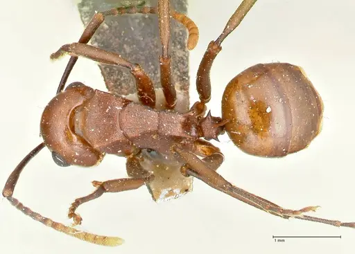 Polyrhachis thrinax specimen FOCOL2526 image focol2526_1