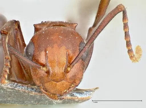 Polyrhachis thrinax specimen FOCOL2526 image focol2526_2
