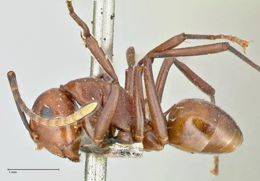 Polyrhachis thrinax specimen FOCOL2526 image focol2526_3